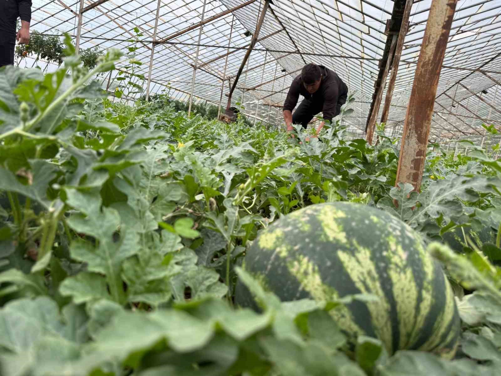 Antalya’da  kış karpuzu hasadı için geri sayım başladı
