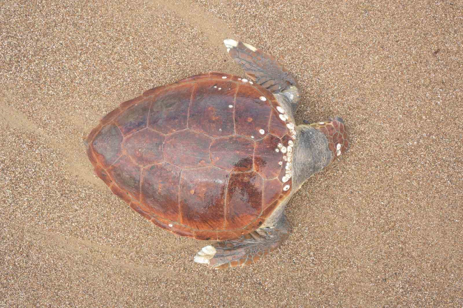Antalya’da ölü caretta caretta kıyıya vurdu

