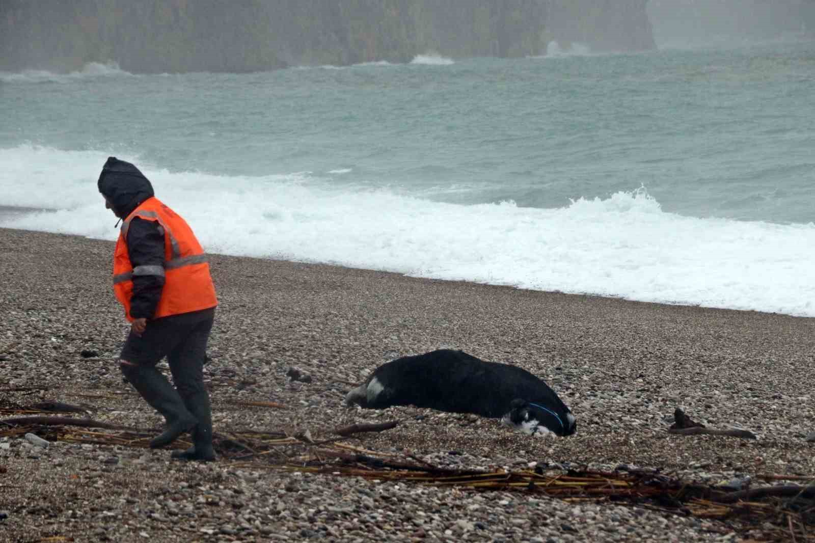 Antalya’da ’Sarı Kod’ uyarısı: Rögarlar taştı, telef olmuş dana kıyıya vurdu
Antalya’da ’Sarı Kod’ uyarısı: Rögarlar taştı, telef olmuş dana kıyıya vurdu