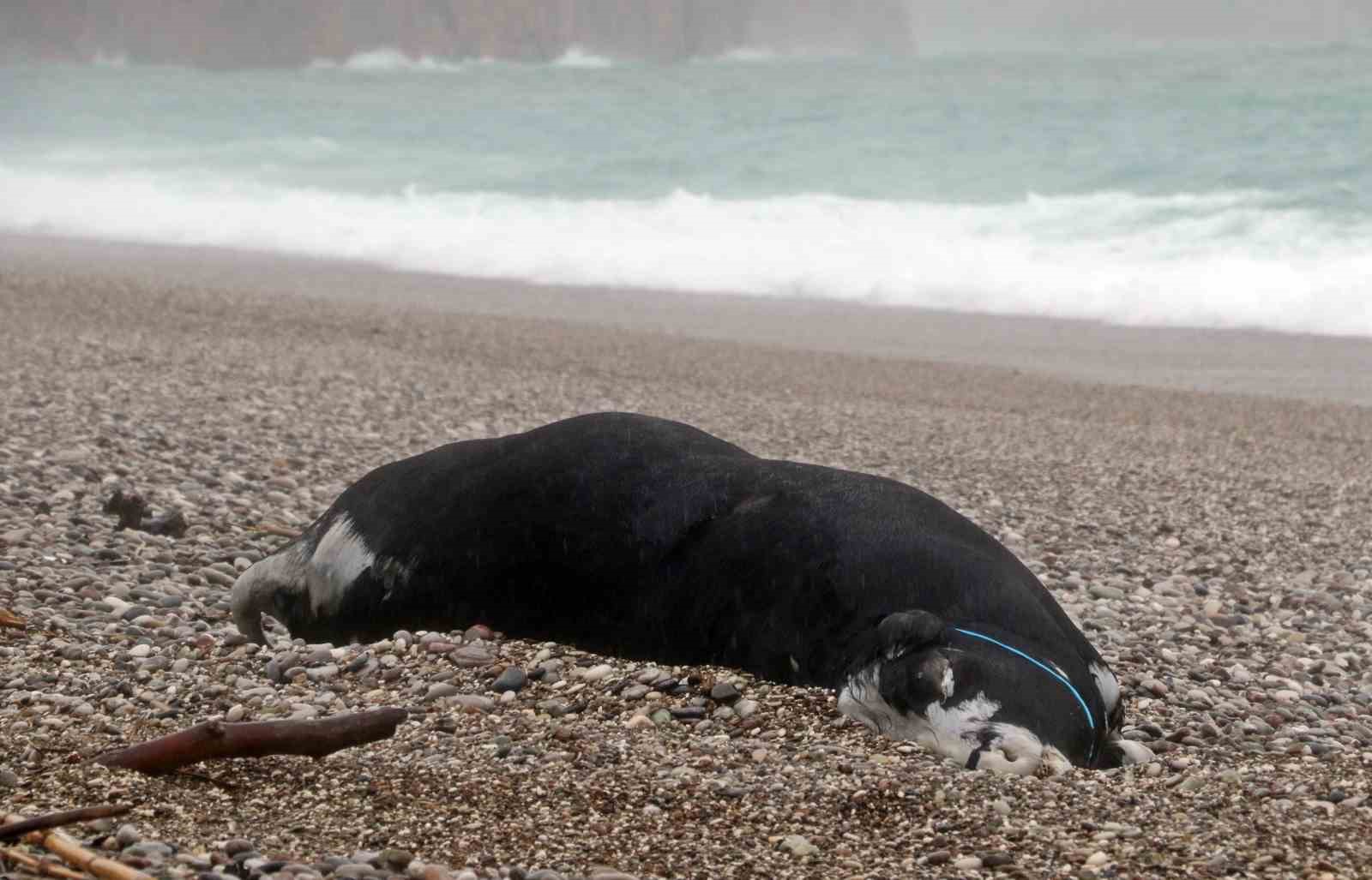 Antalya’da ’Sarı Kod’ uyarısı: Rögarlar taştı, telef olmuş dana kıyıya vurdu
Antalya’da ’Sarı Kod’ uyarısı: Rögarlar taştı, telef olmuş dana kıyıya vurdu