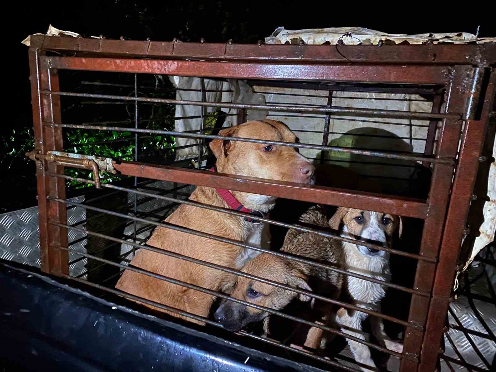 Antalya’da sel sularının bastığı barınakta mahsur kalan 27 köpek botlarla kurtarıldı
