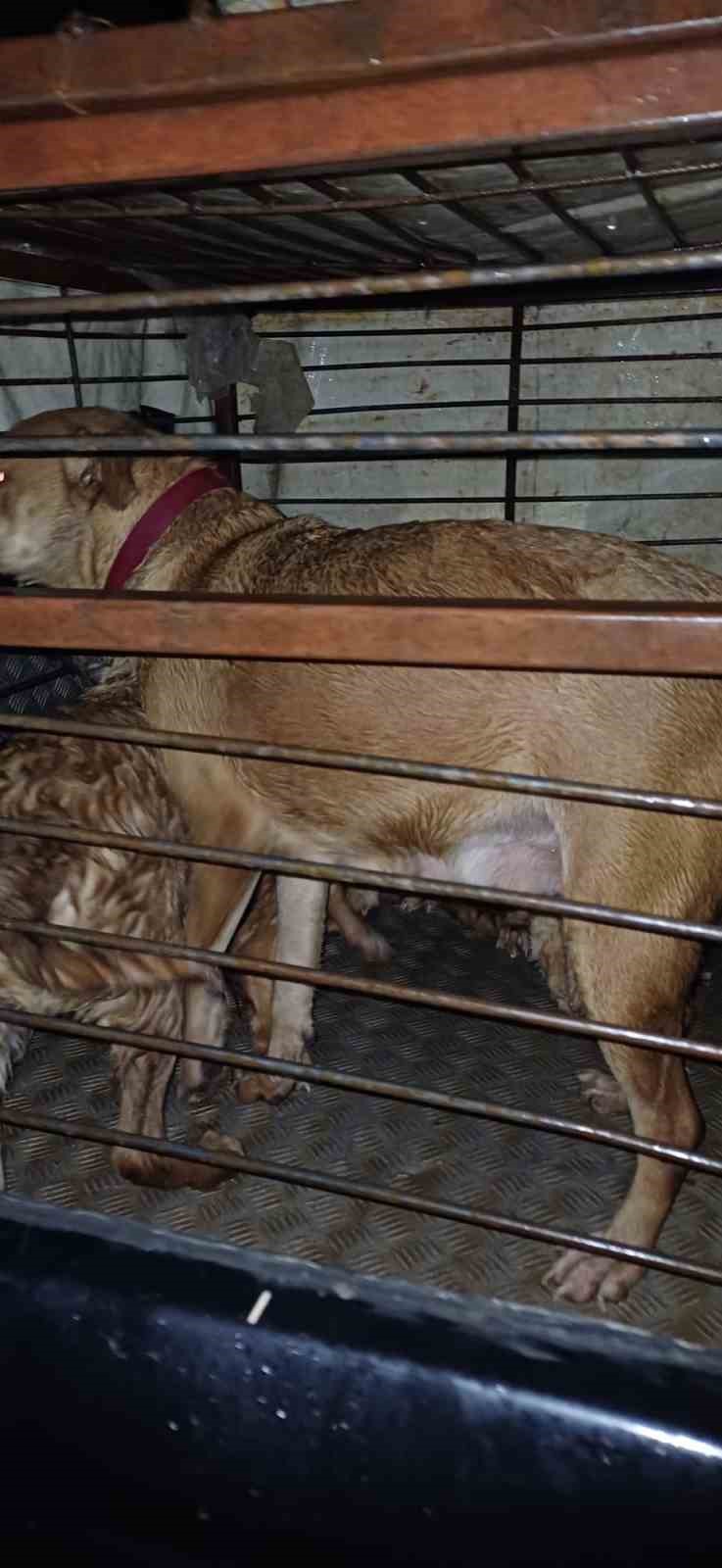 Antalya’da sel sularının bastığı barınakta mahsur kalan 27 köpek botlarla kurtarıldı
