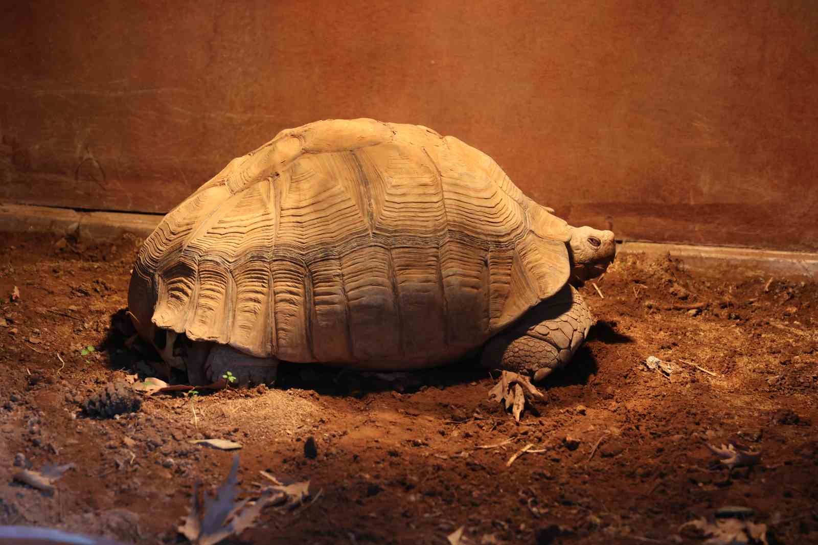 Antalya’da soğuğa hassas olan hayvanlara sıcak önlemler
