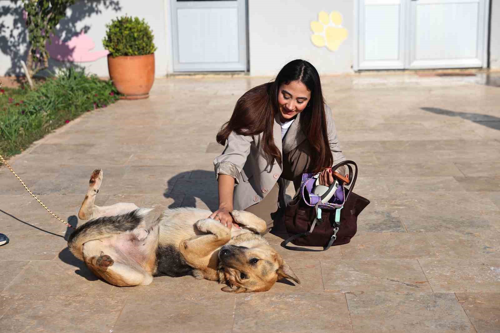 Antalya’da sokak hayvanları yeni sahiplerini bekliyor
