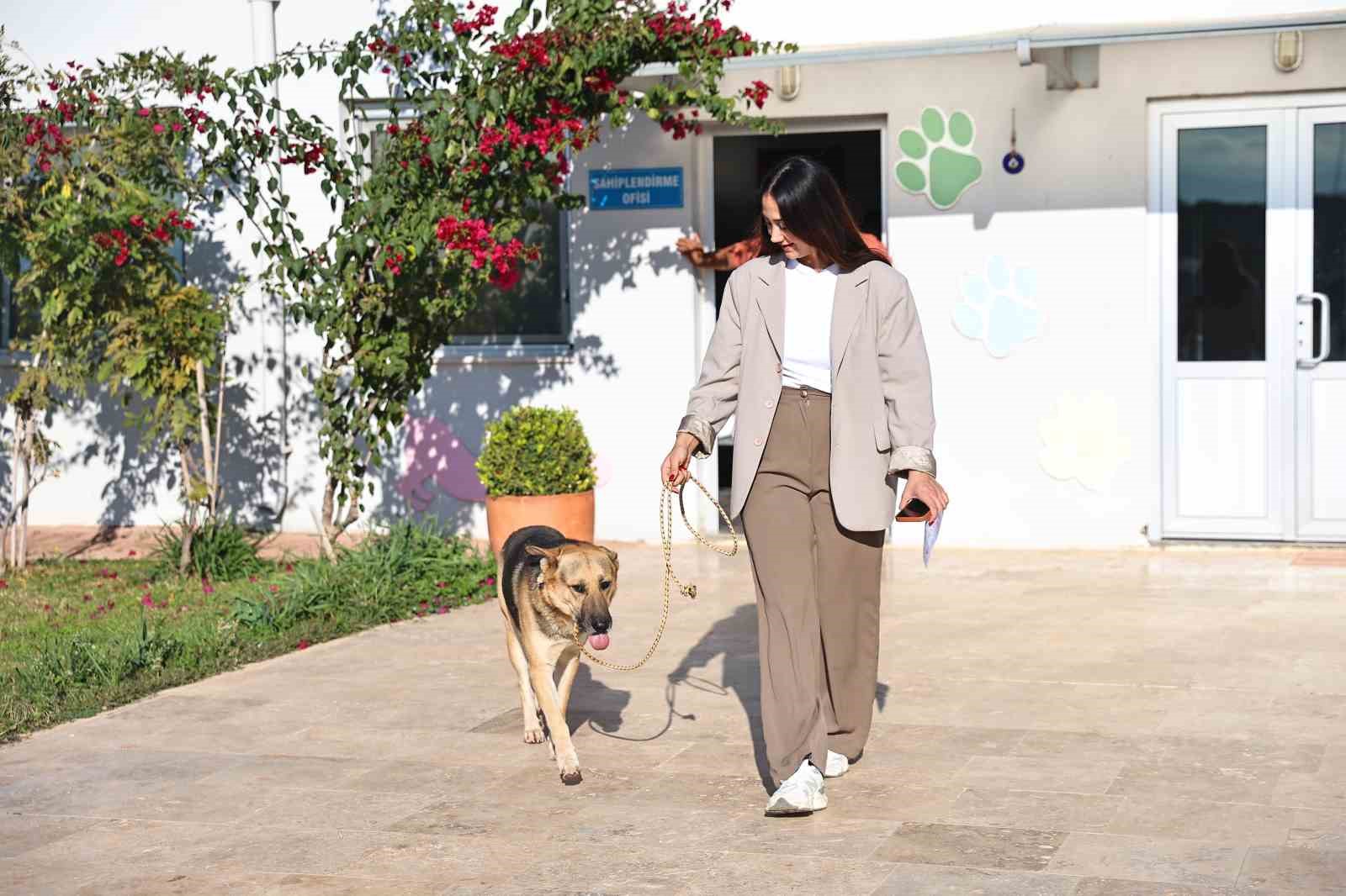 Antalya’da sokak hayvanları yeni sahiplerini bekliyor
