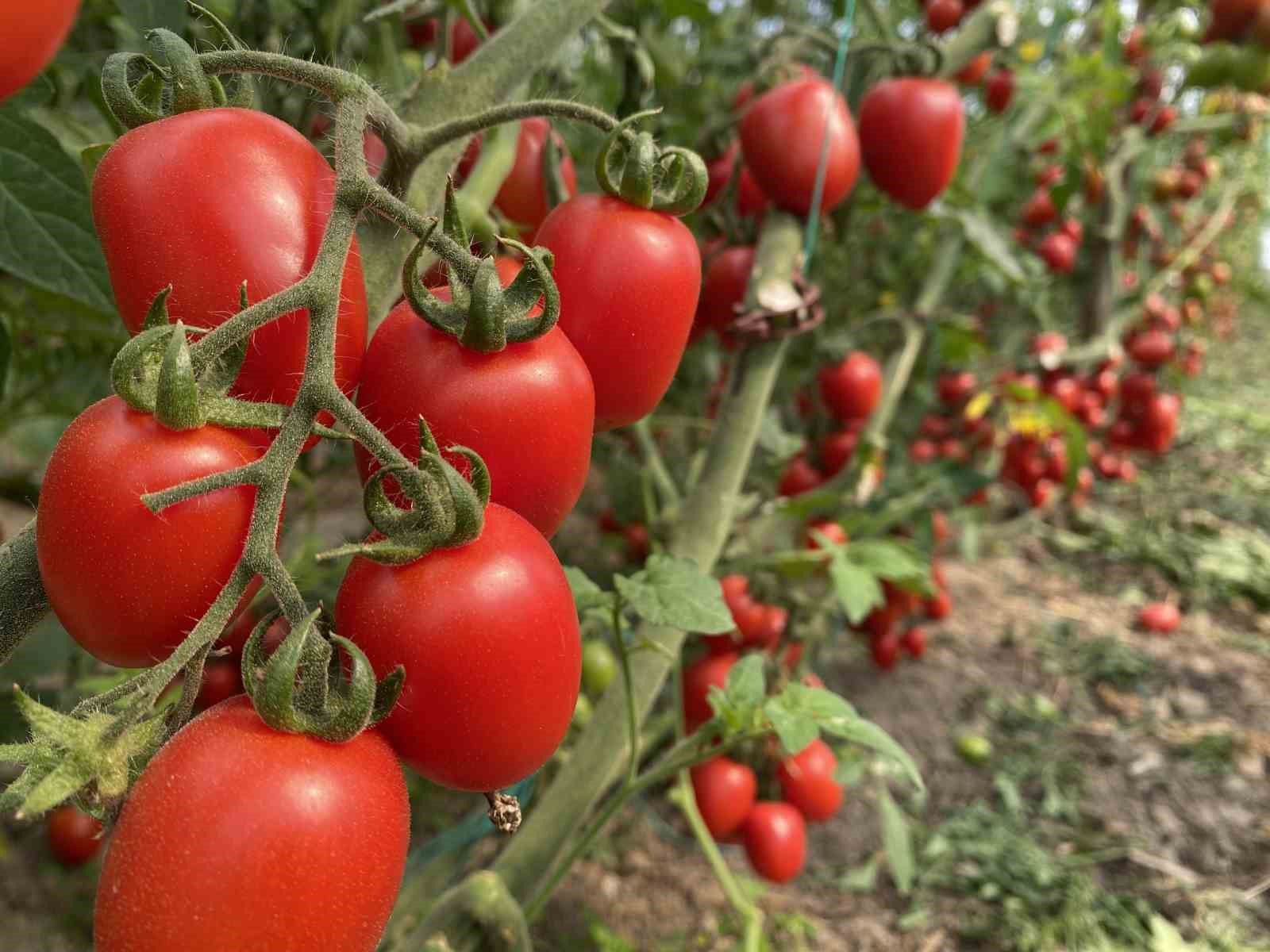 Antalya’da Şubat ayında meyve işlem miktar endeksi yüzde 21,34 azaldı
