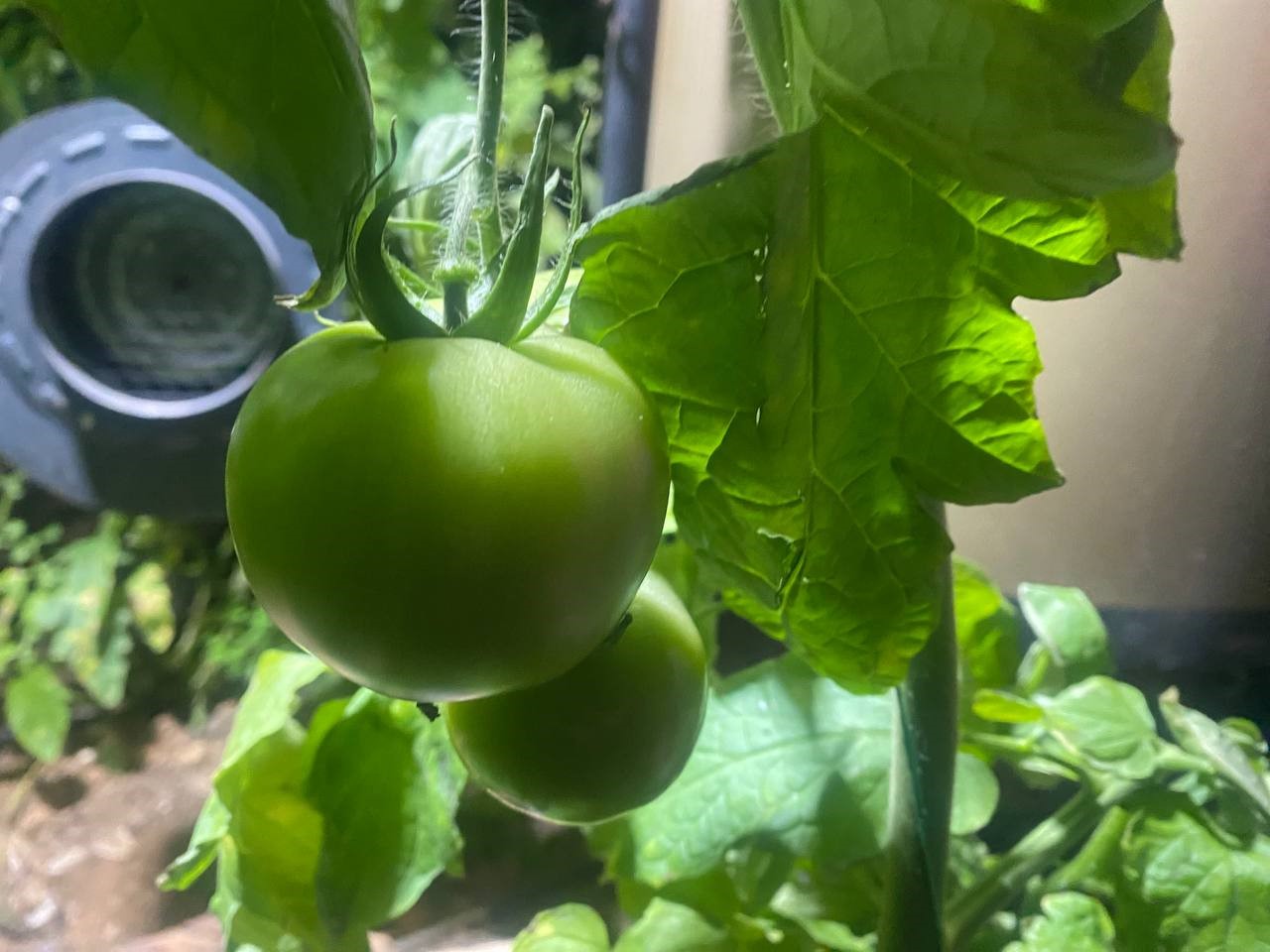 Antalya’da üretici don nöbetinde
Antalya’da üretici don nöbetinde