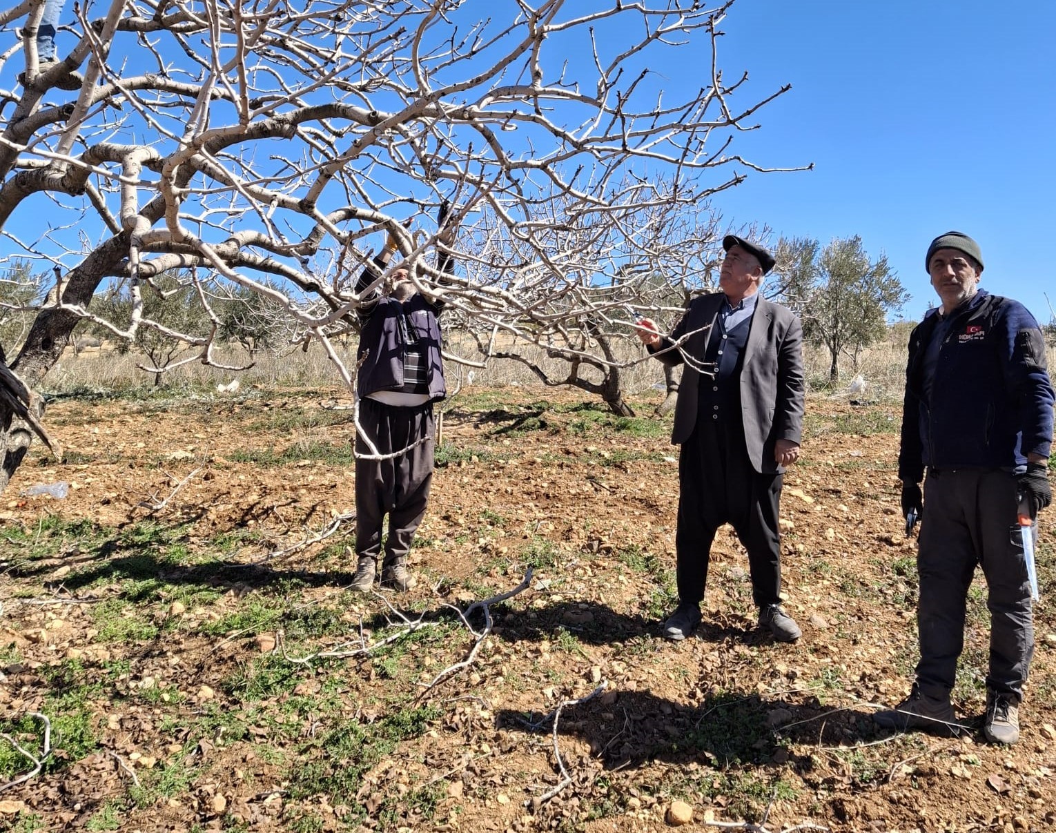 Antep fıstığında bakım ve budama zamanı
