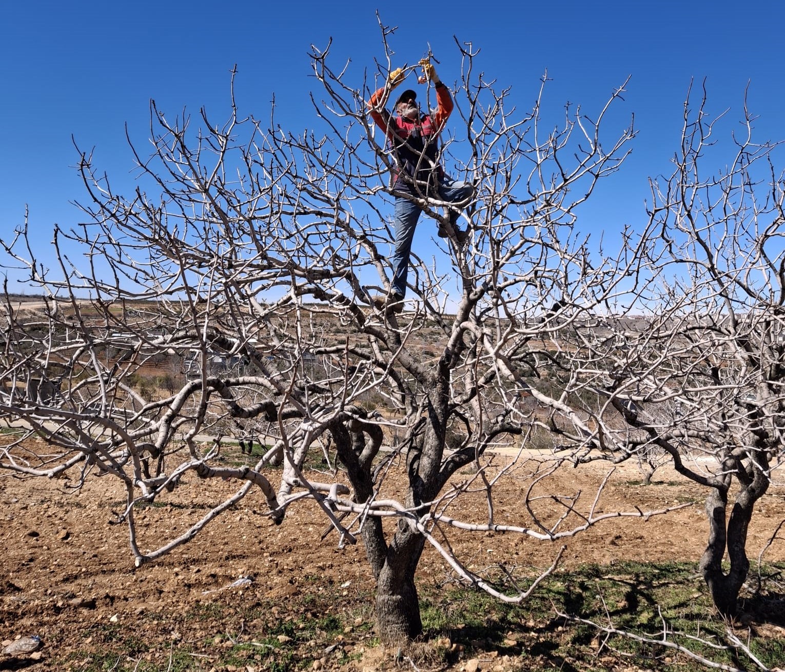 Antep fıstığında bakım ve budama zamanı
