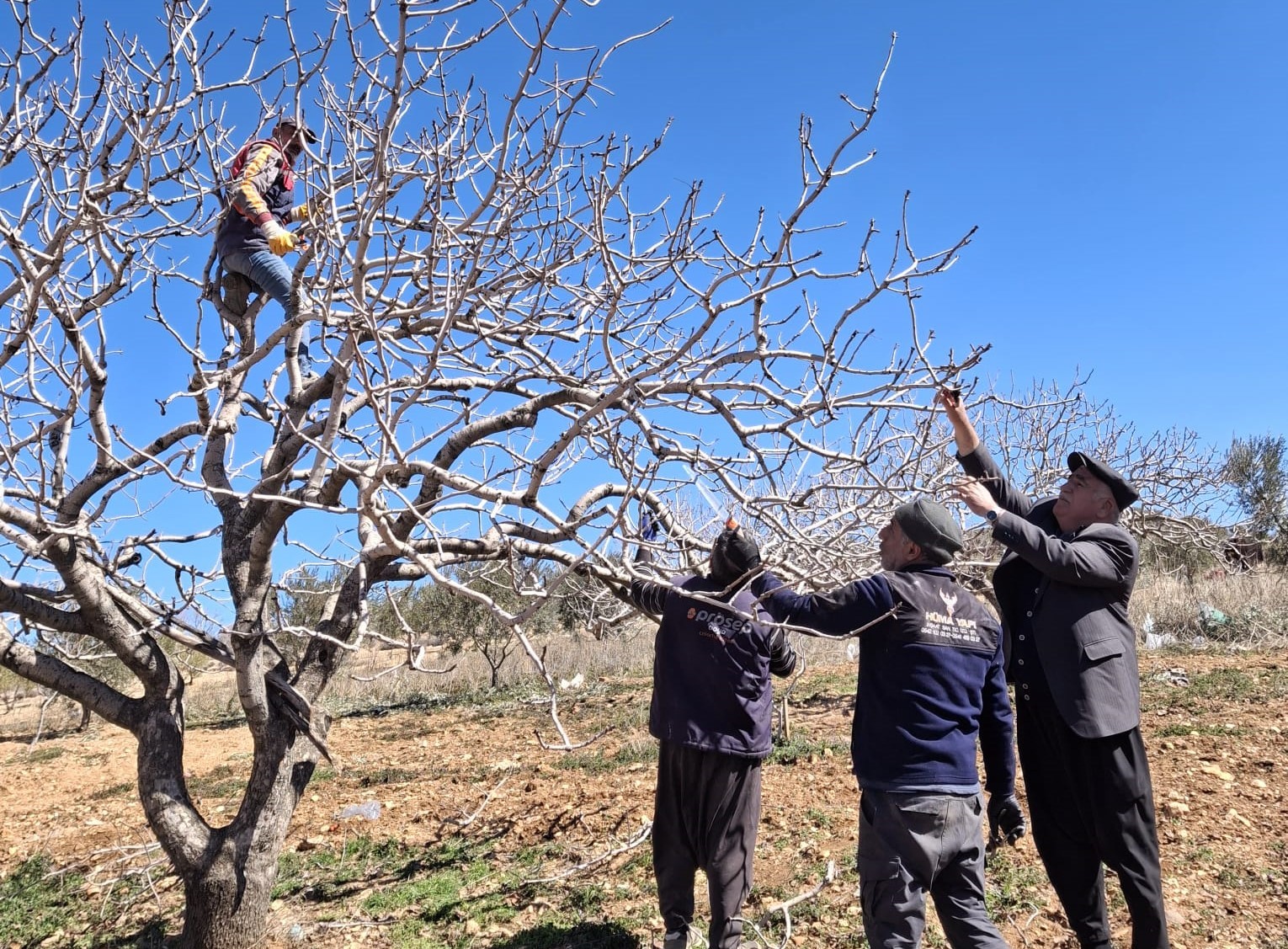 Antep fıstığında bakım ve budama zamanı
