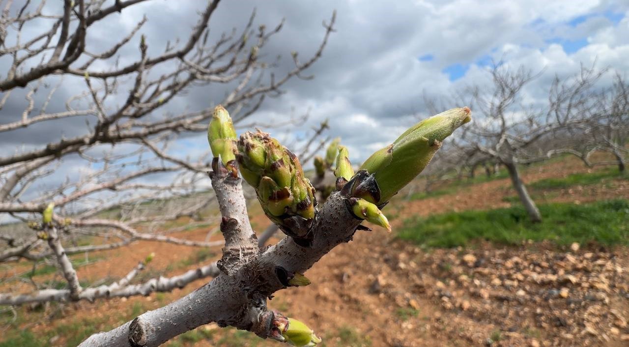 Antep fıstığının sürgün gelişiminde karagöz kurdu ve kabuklu bit riski
