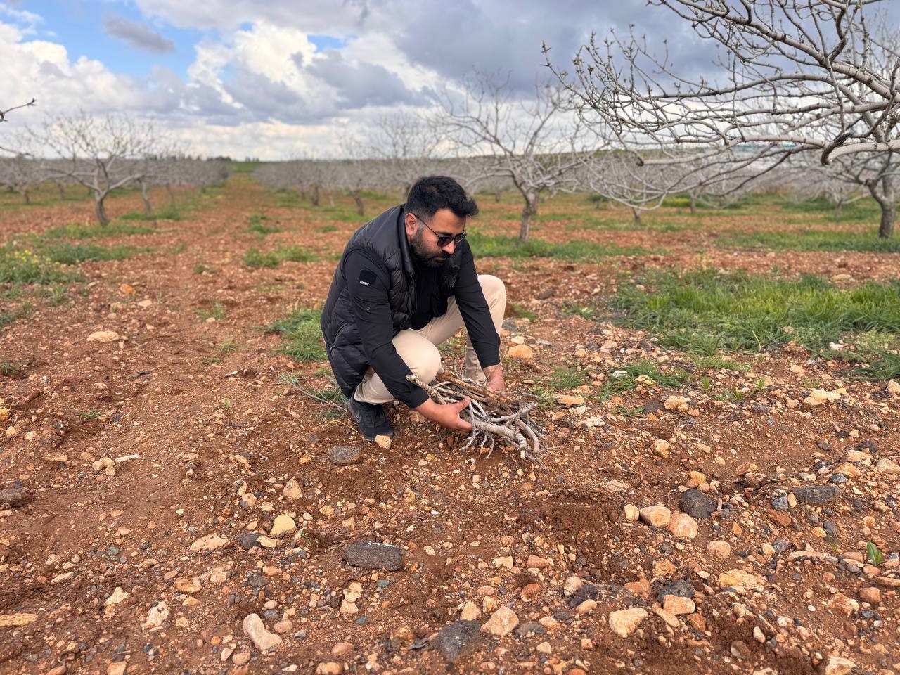 Antep fıstığının sürgün gelişiminde karagöz kurdu ve kabuklu bit riski
