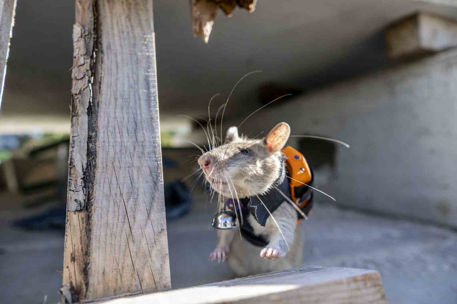 Arama kurtarmada yeni dönem: Enkaz altında kalanları kahraman fareler kurtaracak
Arama kurtarmada yeni dönem: Enkaz altında kalanları kahraman fareler kurtaracak