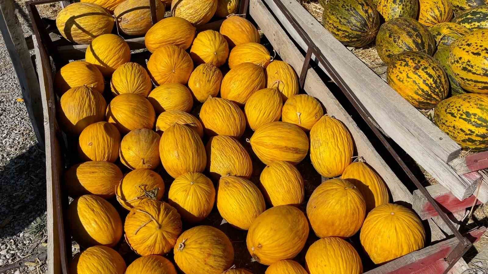 "Araştırmacı kavuncu dede" ata tohumlarını geleceğe taşıyor
"Araştırmacı kavuncu dede" ata tohumlarını geleceğe taşıyor