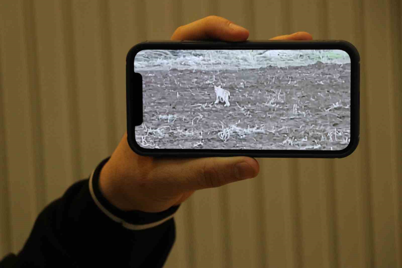 Arazide tek başına yürüyen yavru vaşak, sürüden ayrılan pengueni hatırlattı
