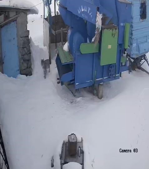 Ardahan’da aç kalan vaşak köye indi
