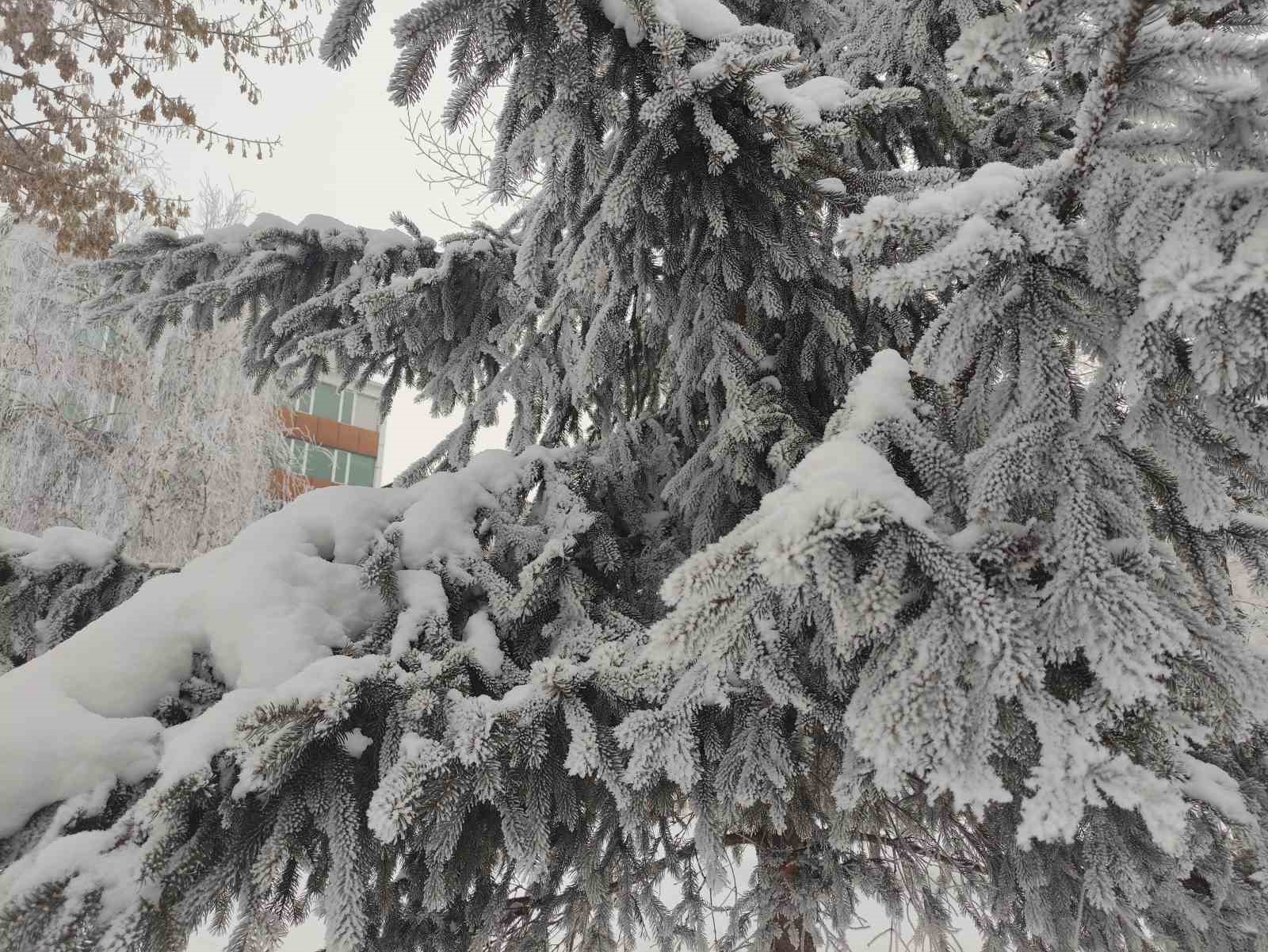 Ardahan’da dondurucu soğuk ağaçları kırağıyla kapladı
