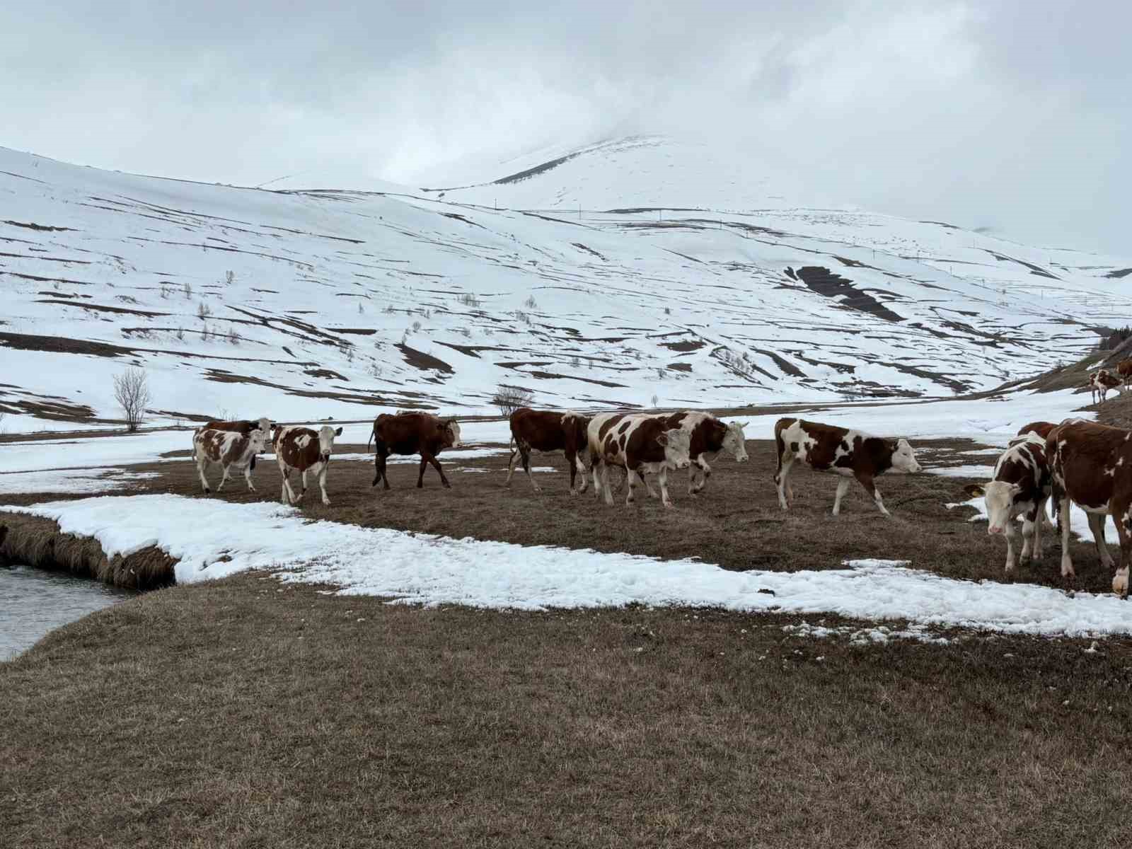 Ardahan’da kış mevsiminin uzaması hayvancılığı vurdu
