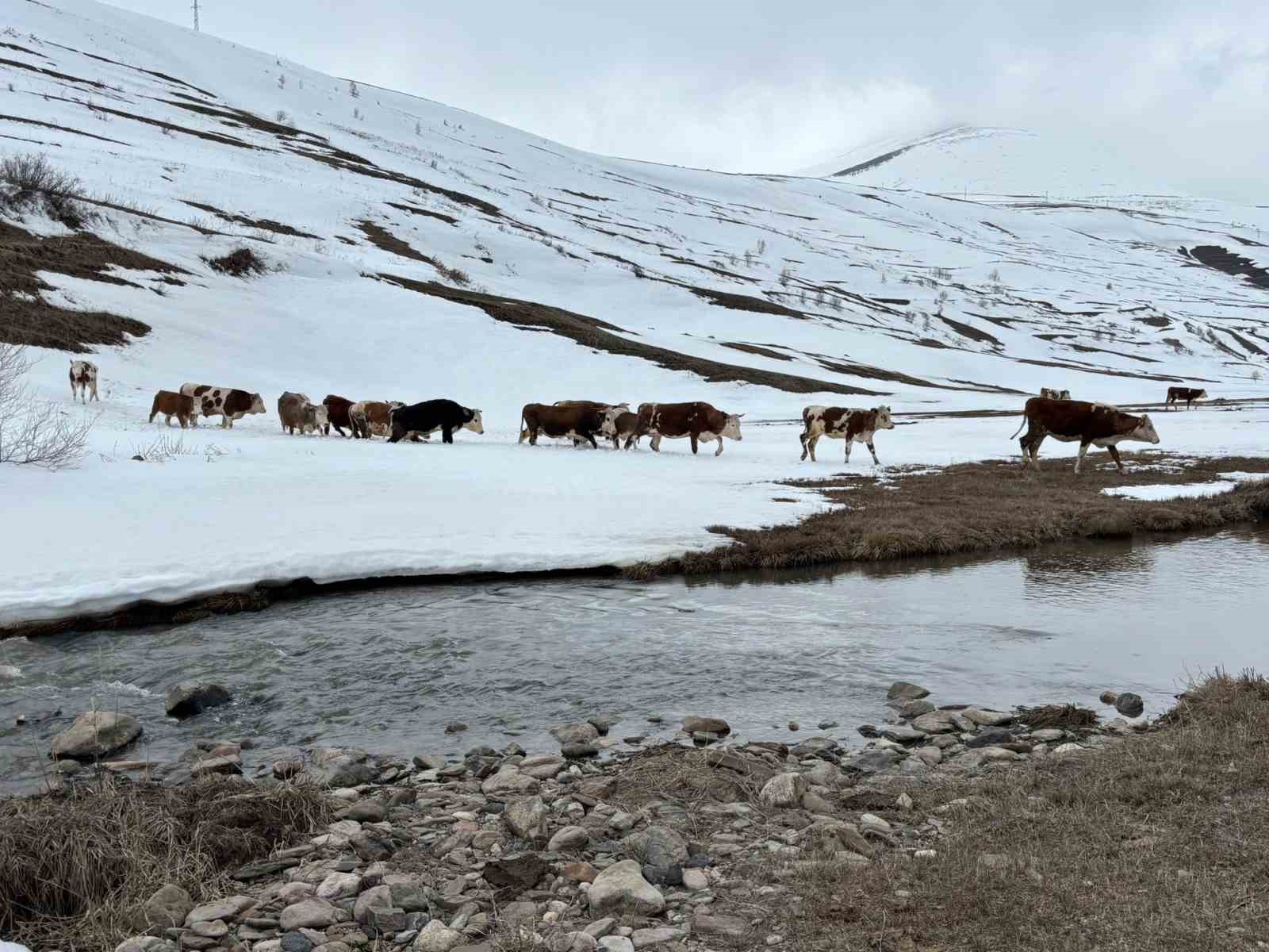 Ardahan’da kış mevsiminin uzaması hayvancılığı vurdu
