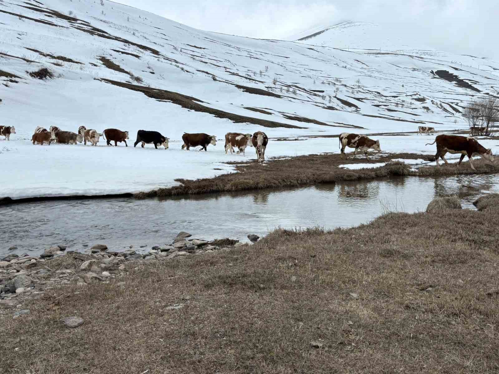 Ardahan’da kış mevsiminin uzaması hayvancılığı vurdu
