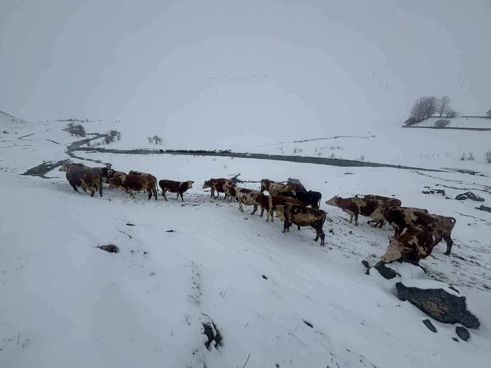 Ardahan’da kış mevsiminin uzaması hayvancılığı vurdu
