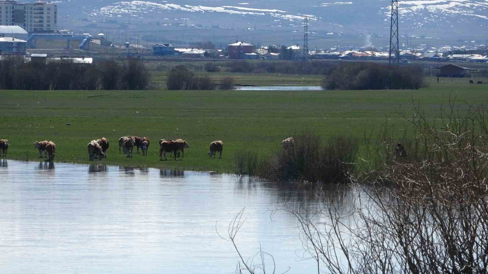 Ardahan’da Kura Nehri’nin debisi yükseldi
