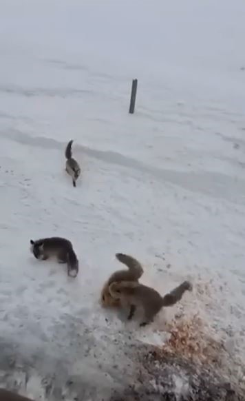 Ardahan’da tilkilerin ’ekmek kavgası’ kamerada
