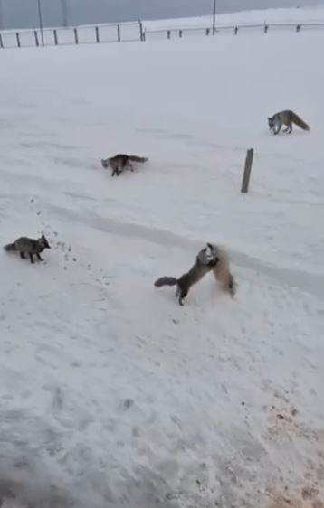 Ardahan’da tilkilerin ’ekmek kavgası’ kamerada
