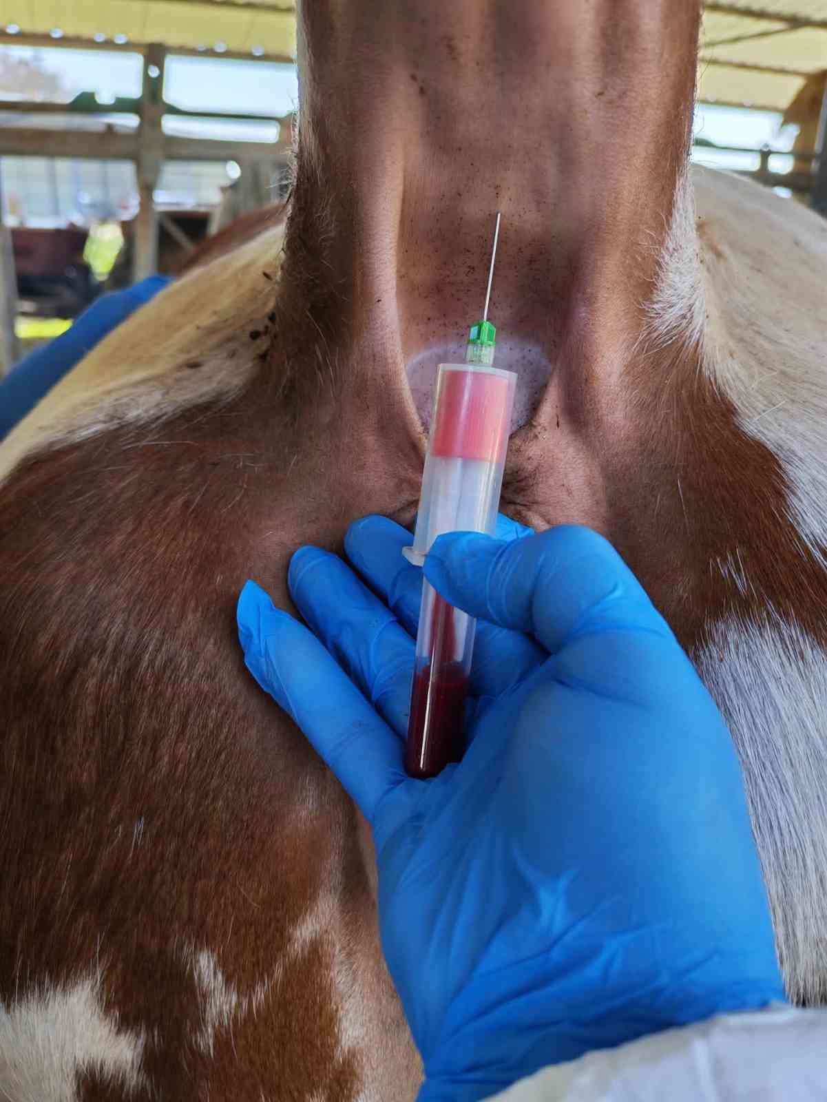 Ari işletmede tüberküloz ve brusella testi yapıldı
