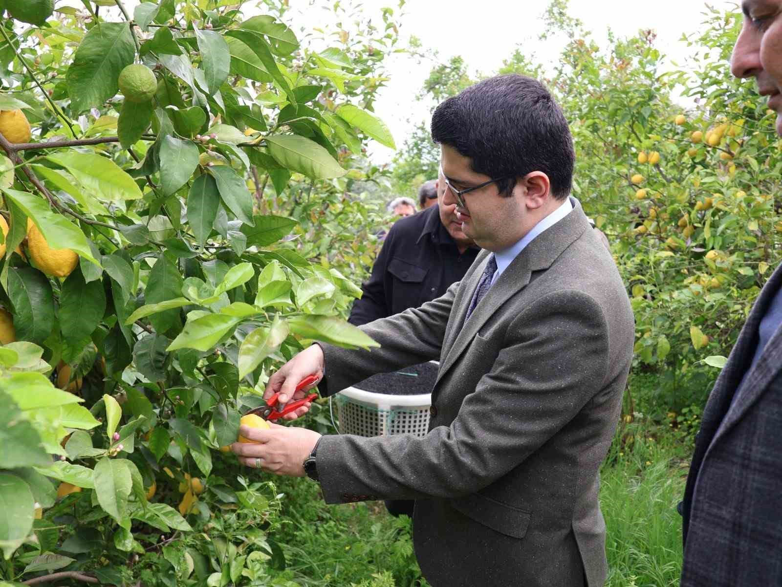 Arsuz’da limon hasadı başladı
