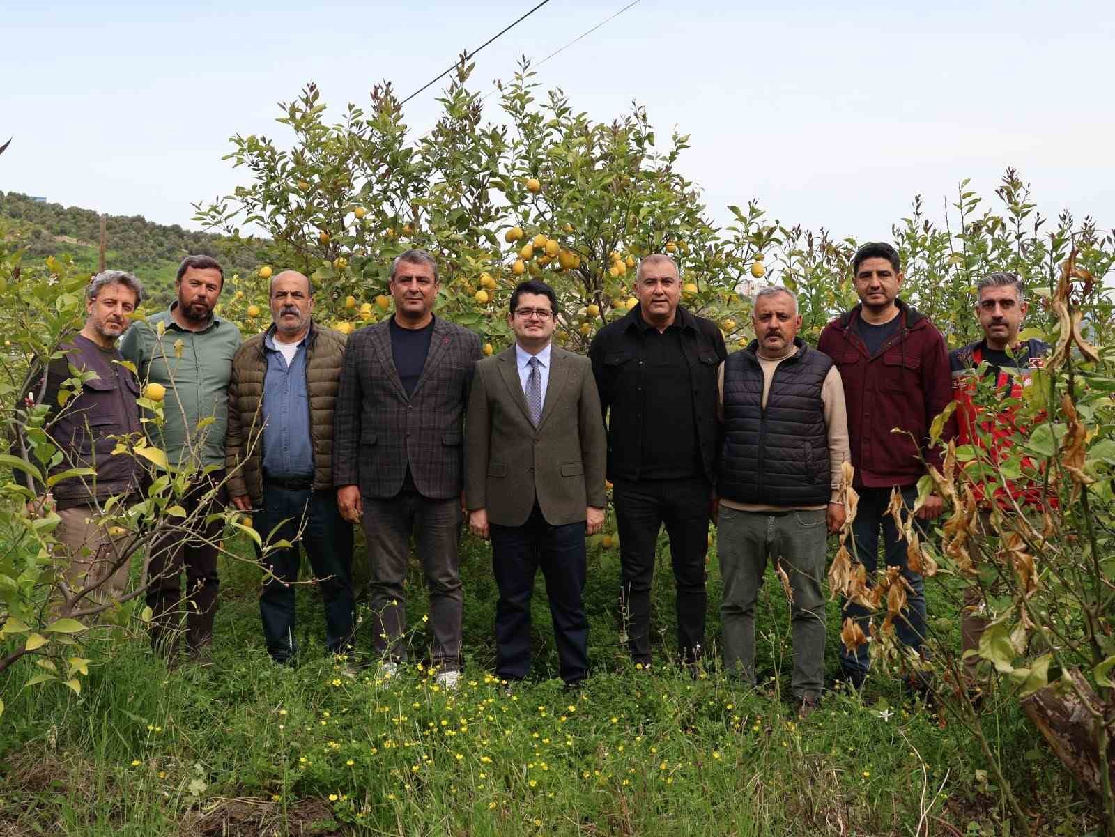 Arsuz’da limon hasadı başladı
