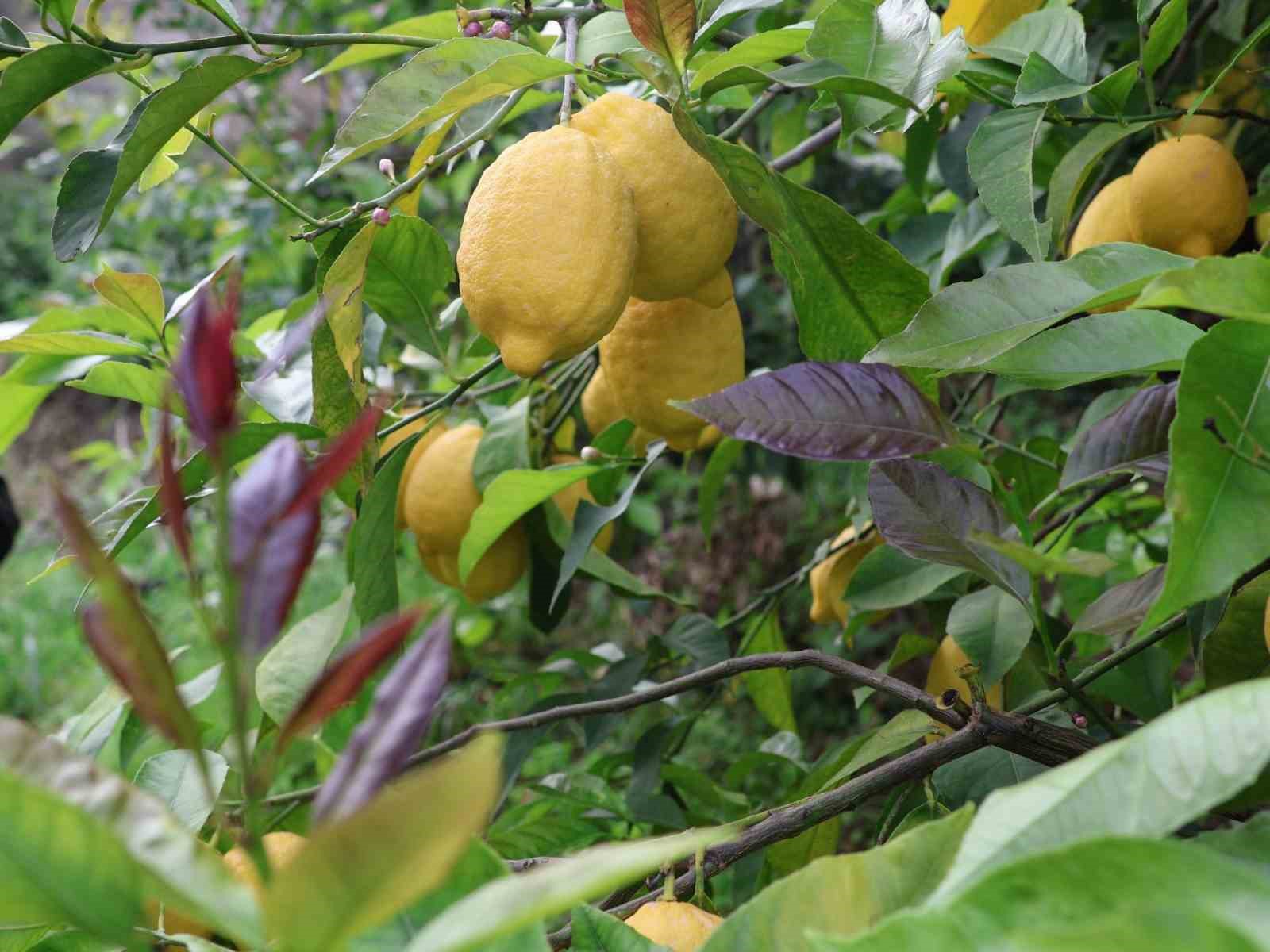 Arsuz’da limon hasadı başladı
