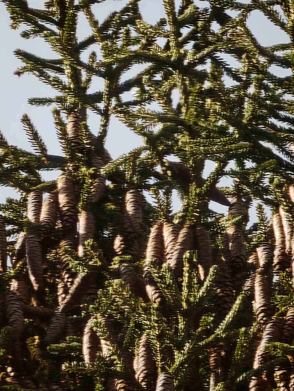 Artvin’de 40 metrelik göknar ağacının tepesine takılan dronu böyle kurtardılar
