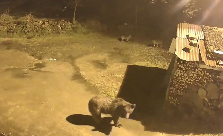 Artvin’de aç kalan ayılar köylere indi
