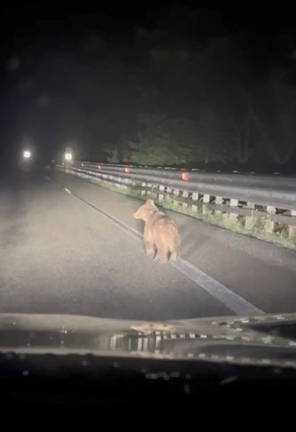 Artvin’de aç kalan ayılar köylere indi
