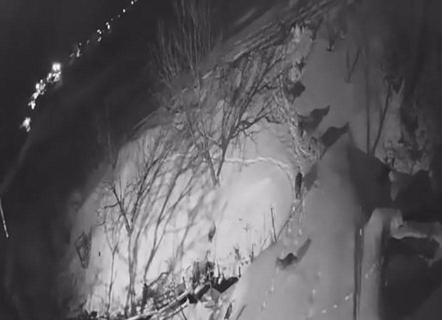 Artvin’de aç kalan kurt sürüsü yerleşim alanına indi
