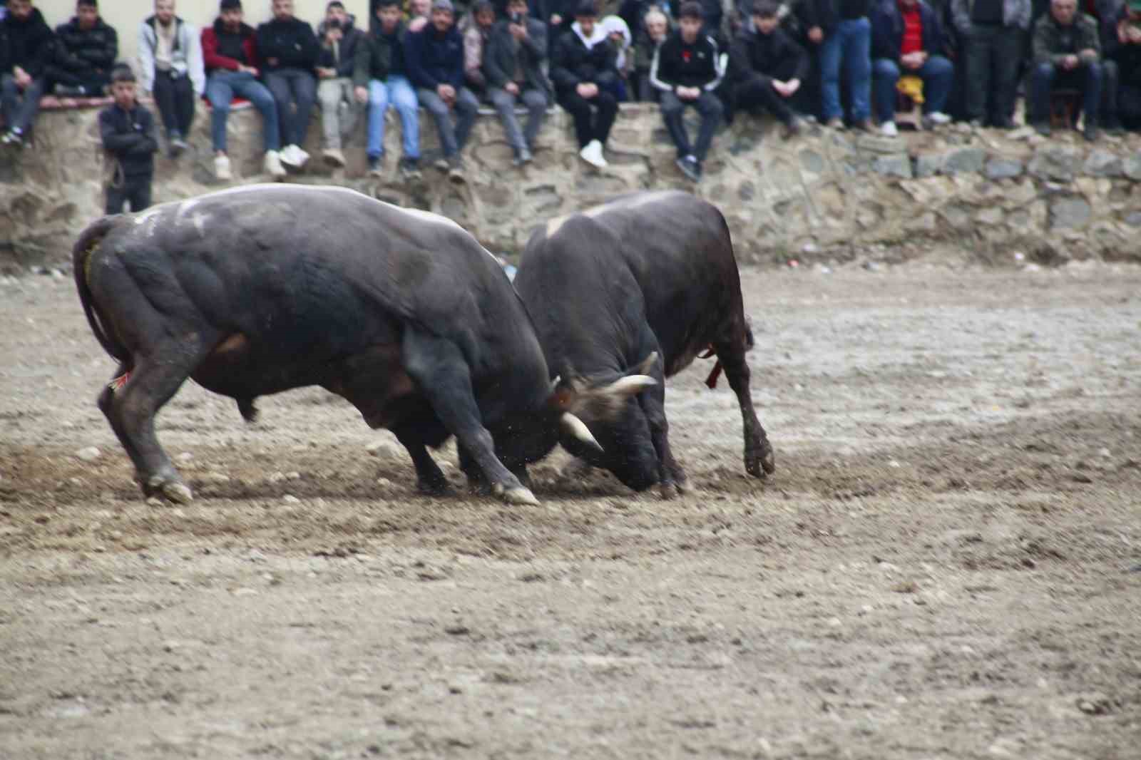 Artvin’de boğa güreşleri sezonu Sarıgöl’de açıldı
Artvin’de boğa güreşleri sezonu Sarıgöl’de açıldı