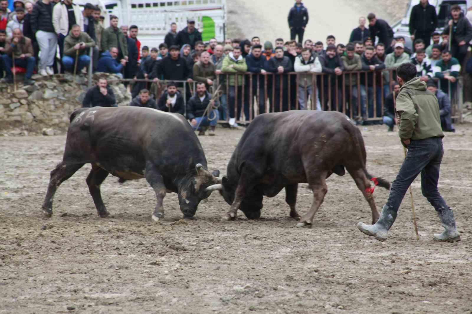 Artvin’de boğa güreşleri sezonu Sarıgöl’de açıldı
Artvin’de boğa güreşleri sezonu Sarıgöl’de açıldı