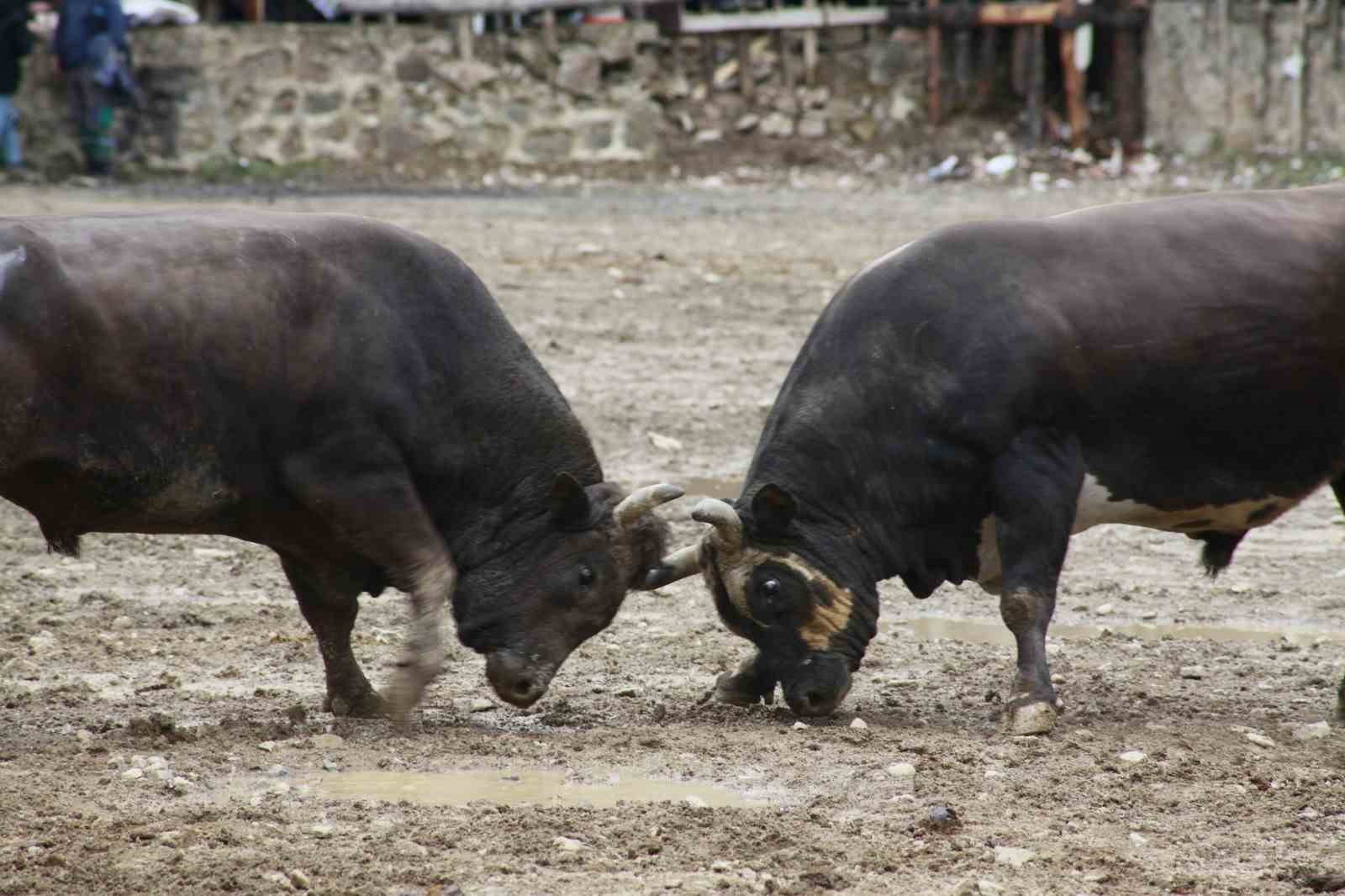 Artvin’de boğa güreşleri sezonu Sarıgöl’de açıldı
Artvin’de boğa güreşleri sezonu Sarıgöl’de açıldı