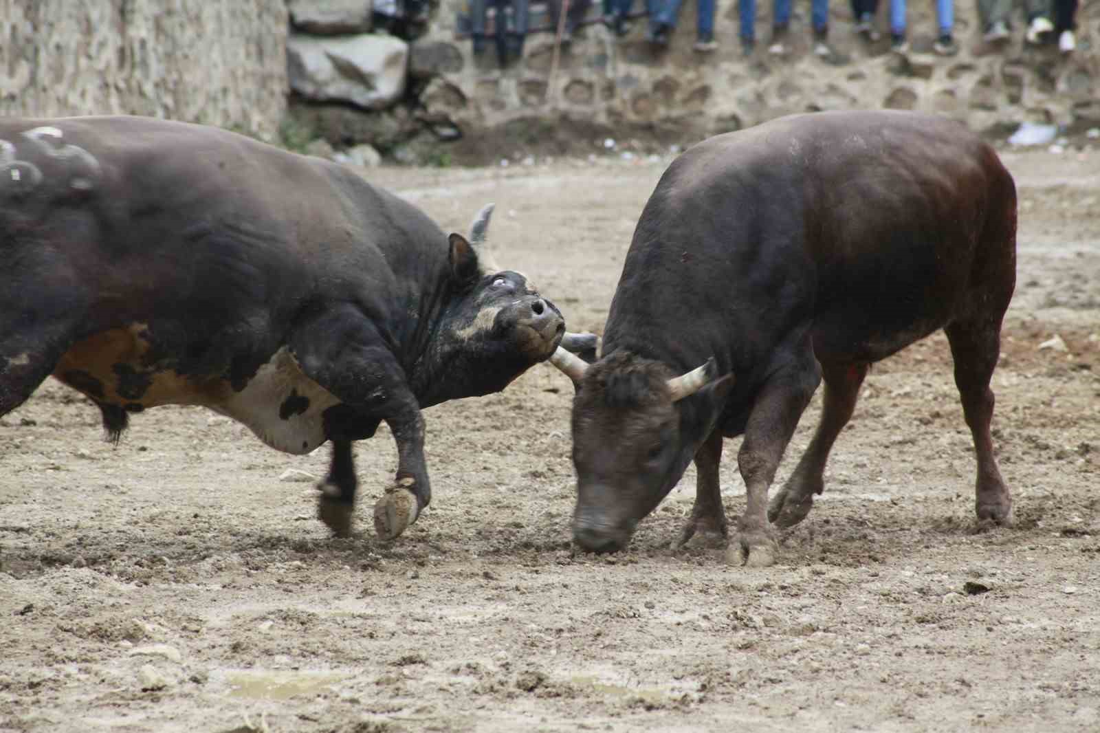 Artvin’de boğa güreşleri sezonu Sarıgöl’de açıldı
Artvin’de boğa güreşleri sezonu Sarıgöl’de açıldı