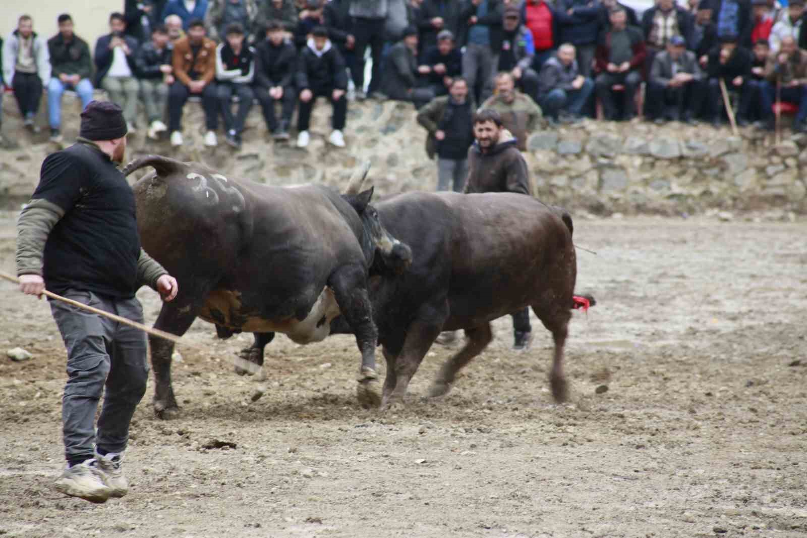 Artvin’de boğa güreşleri sezonu Sarıgöl’de açıldı
Artvin’de boğa güreşleri sezonu Sarıgöl’de açıldı