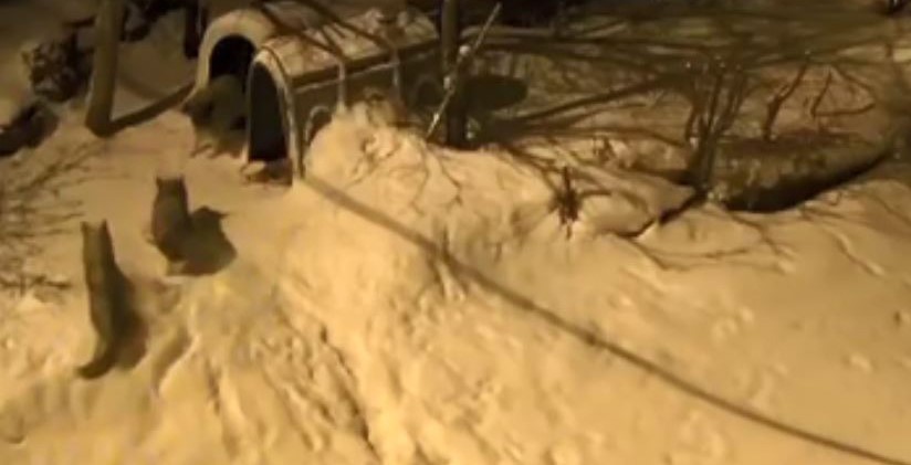 Artvin’de cesur bekçi köpeği 6 kurda meydan okudu
