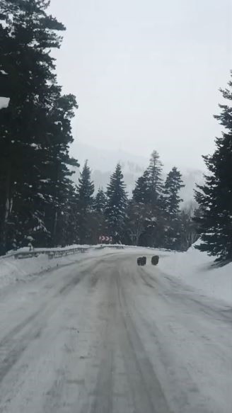 Artvin’de kış uykusuna yatmayan 4 boz ayı kamerada
