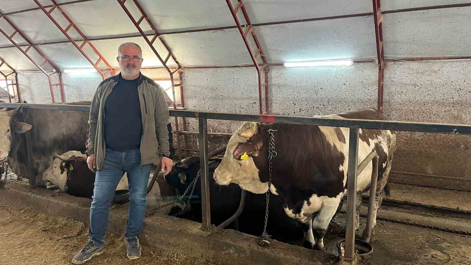 Artvin’de kurbanlıklar pazara çıkmayı bekliyor
