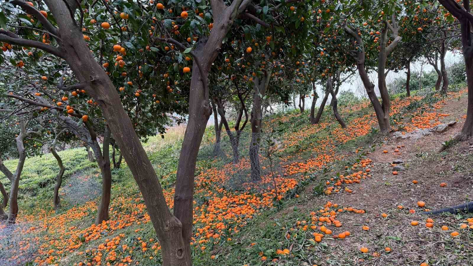 Artvin’de mandalina bereketi torpidoya taştı
Artvin’de mandalina bereketi torpidoya taştı