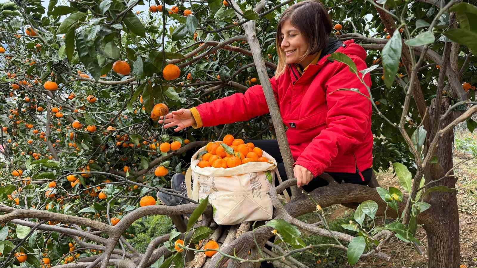 Artvin’de mandalina bereketi torpidoya taştı
Artvin’de mandalina bereketi torpidoya taştı