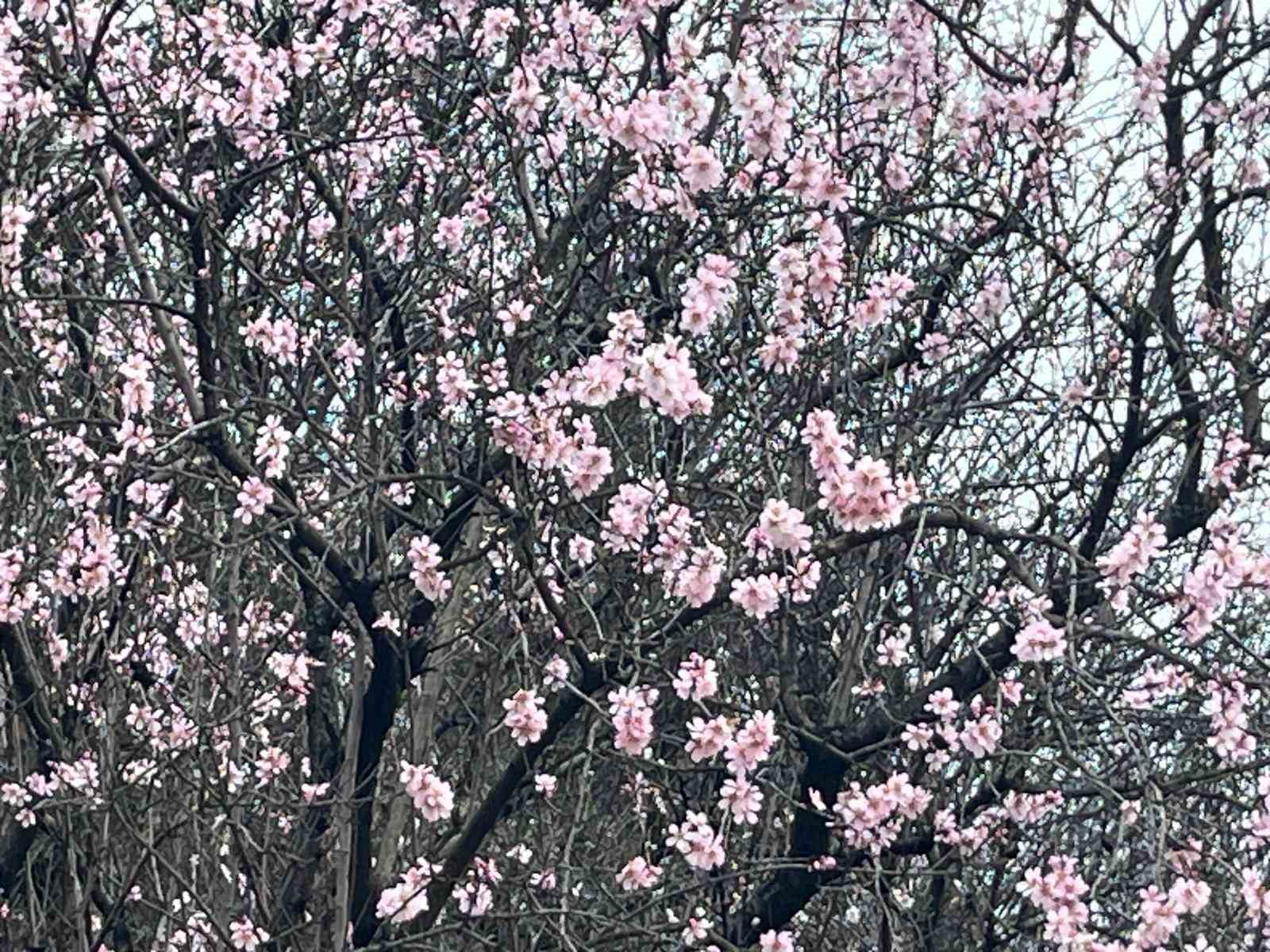 Artvin’de meyve ağaçları çiçek açtı
