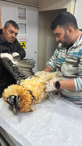 Artvin’de sakallı akbaba tedavisinin ardından yeniden doğaya salındı
