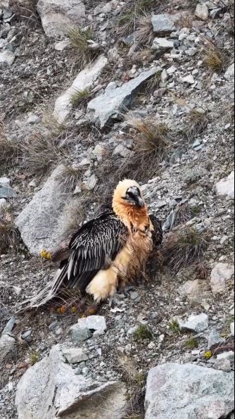 Artvin’de sakallı akbaba tedavisinin ardından yeniden doğaya salındı
