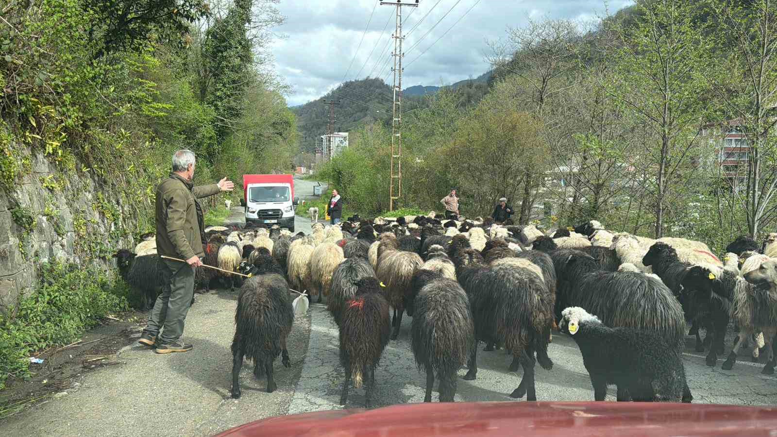 Artvin’de zorlu yayla göçü başladı
